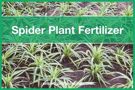 add sugar to spider plant|fertilizer for spider plants.